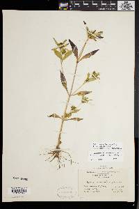 Bidens tripartita image