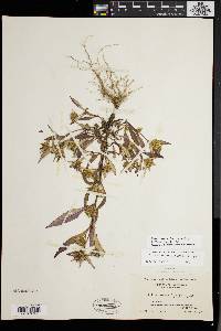 Bidens tripartita image