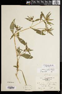 Bidens tripartita image