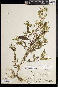 Bidens tripartita image