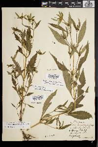 Bidens tripartita image