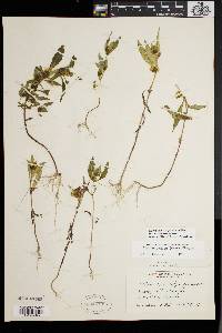 Bidens tripartita image