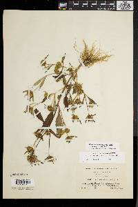 Bidens tripartita image