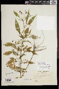 Bidens connata image