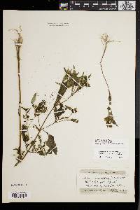 Bidens connata image