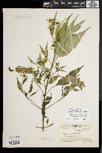 Bidens connata image