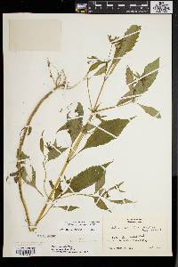 Bidens connata image