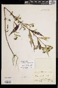 Bidens connata image