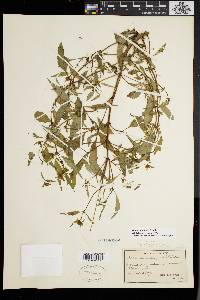 Bidens connata image