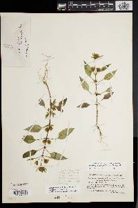 Bidens tripartita image