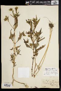 Bidens tripartita image