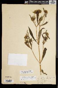 Bidens tripartita image