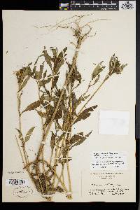 Bidens tripartita image