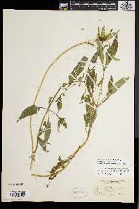 Bidens tripartita image