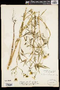 Bidens trichosperma image