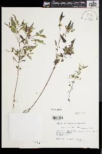 Bidens discoidea image