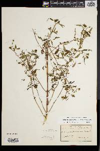 Bidens discoidea image