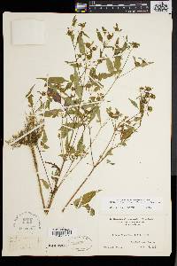 Bidens discoidea image