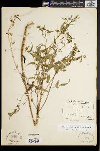 Bidens discoidea image