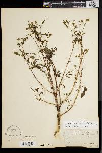 Bidens discoidea image