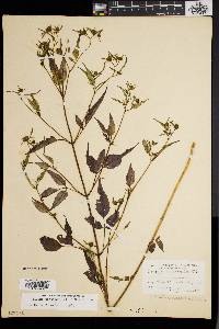 Bidens discoidea image