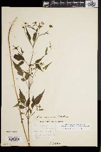 Bidens discoidea image