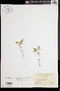 Bidens discoidea image