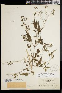 Bidens discoidea image