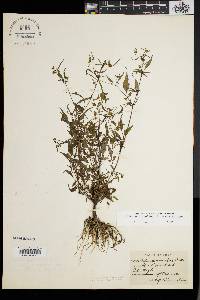 Bidens discoidea image