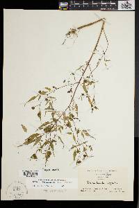 Bidens discoidea image