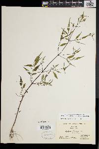 Bidens discoidea image