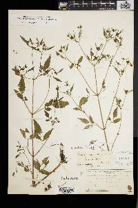 Bidens discoidea image