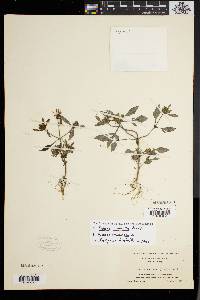 Bidens connata image