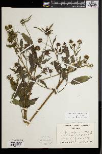 Bidens vulgata image