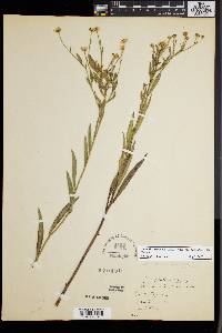 Boltonia asteroides var. glastifolia image