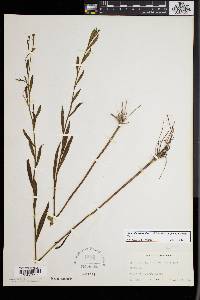 Boltonia asteroides var. glastifolia image