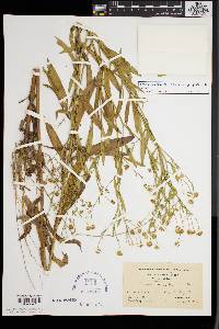 Boltonia asteroides var. glastifolia image