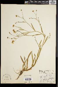 Boltonia asteroides image