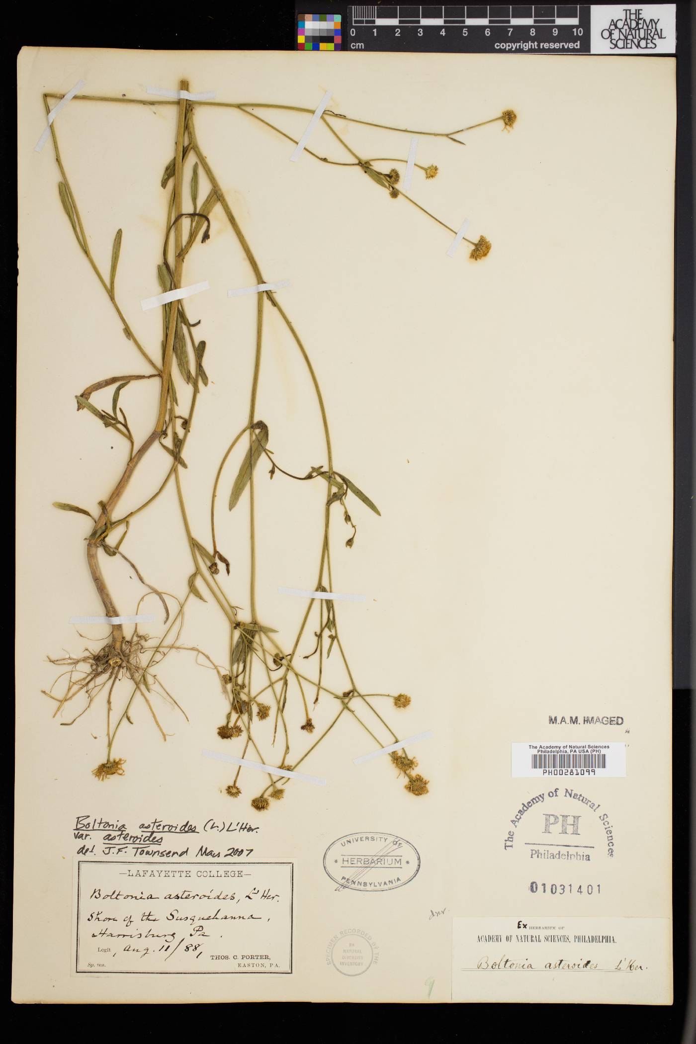 Boltonia asteroides var. asteroides image