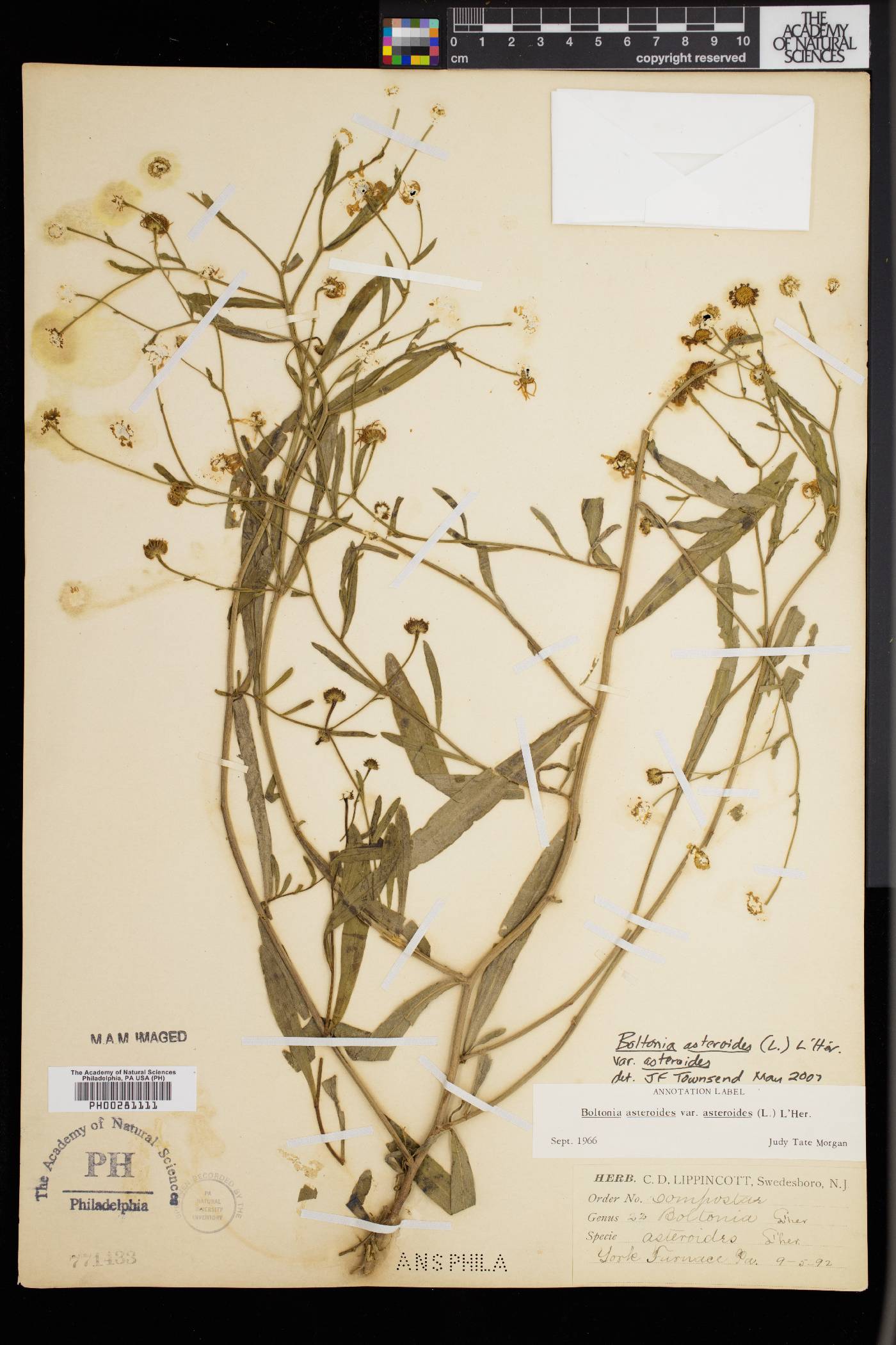 Boltonia asteroides var. asteroides image