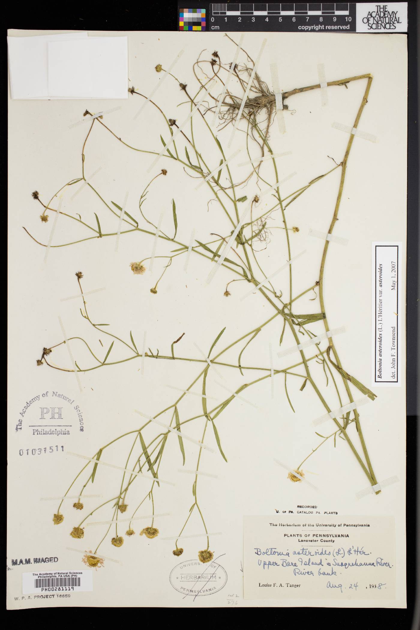 Boltonia asteroides var. asteroides image