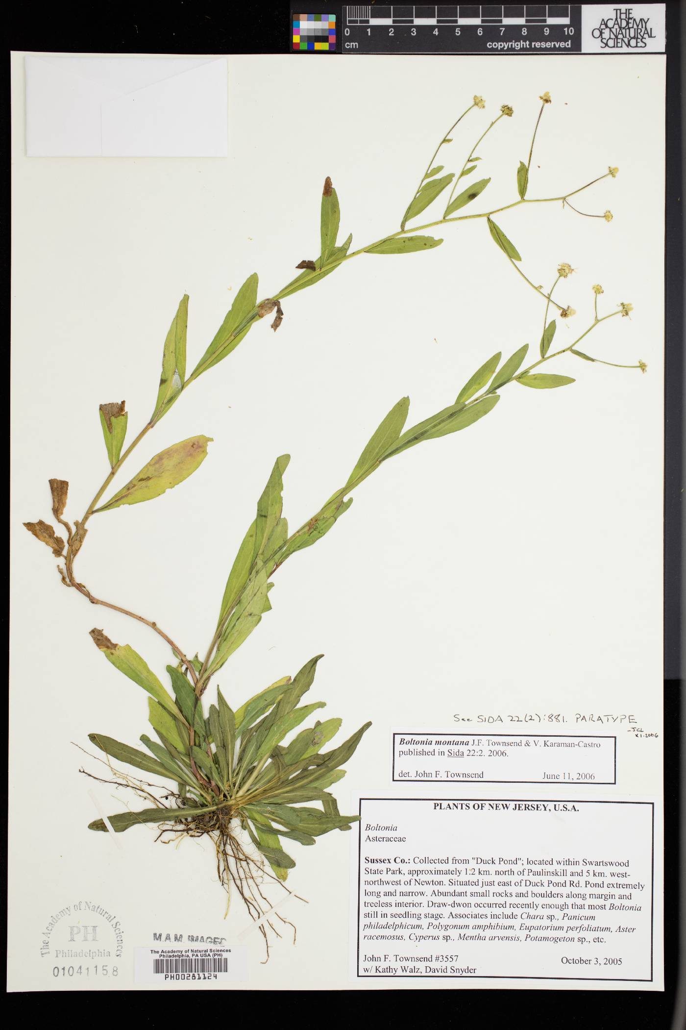 Boltonia montana image