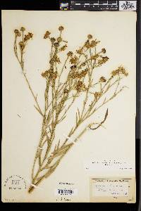 Boltonia asteroides image