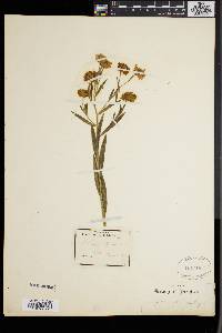 Boltonia asteroides image