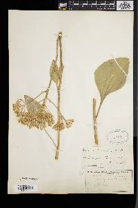 Arnoglossum plantagineum image