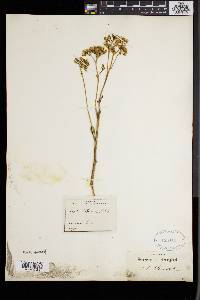 Arnoglossum plantagineum image