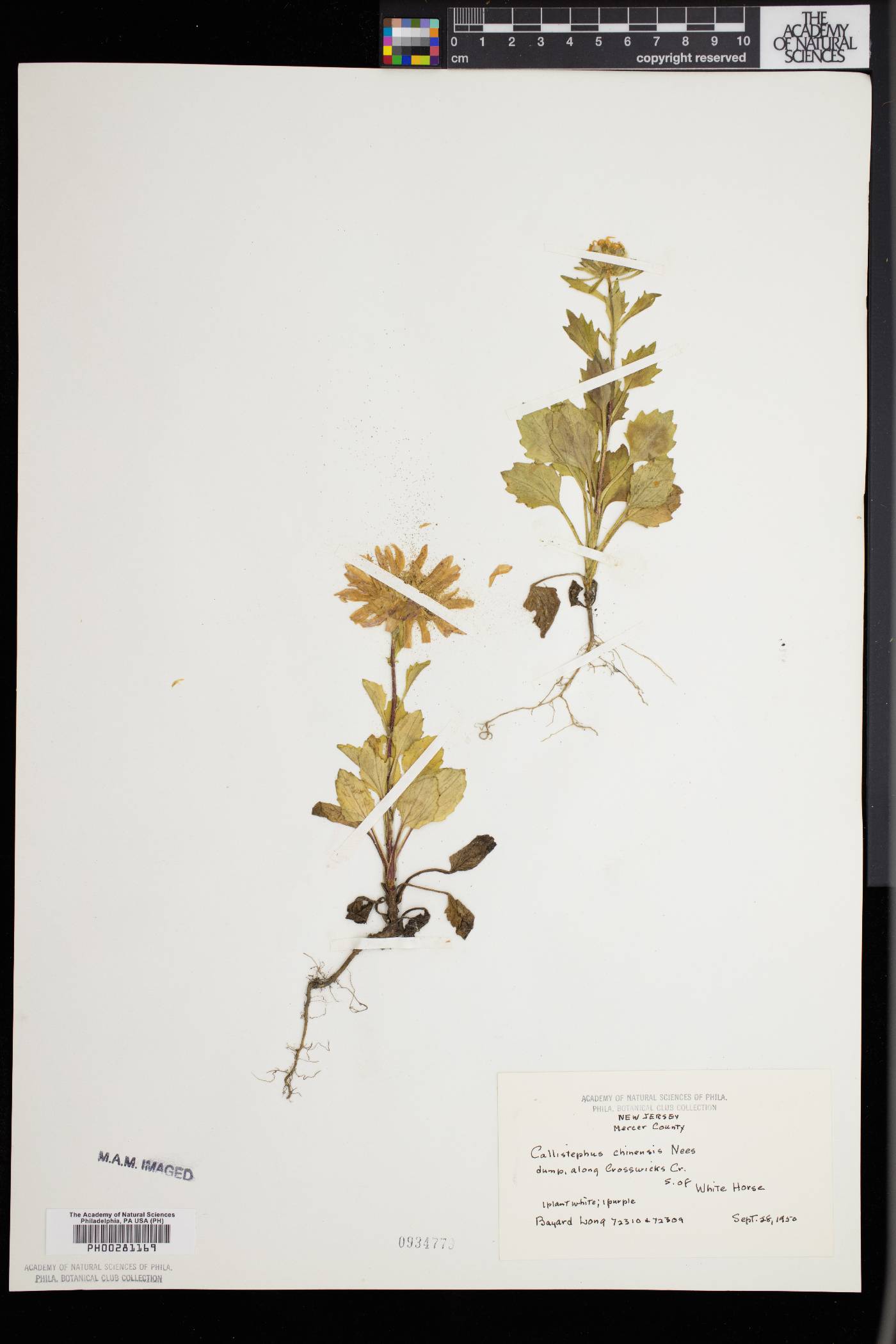 Callistephus chinensis image