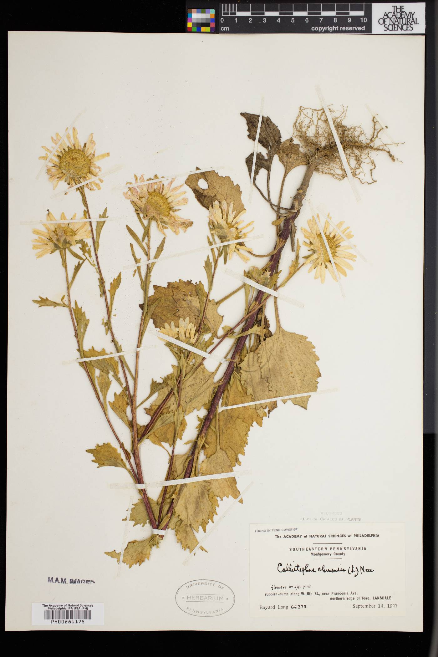 Callistephus chinensis image