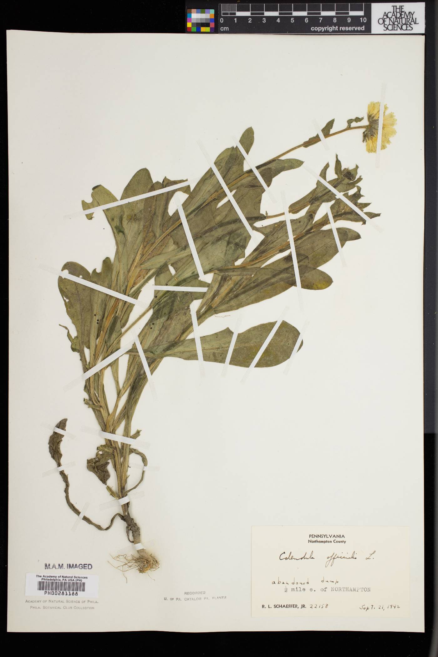Calendula officinalis image