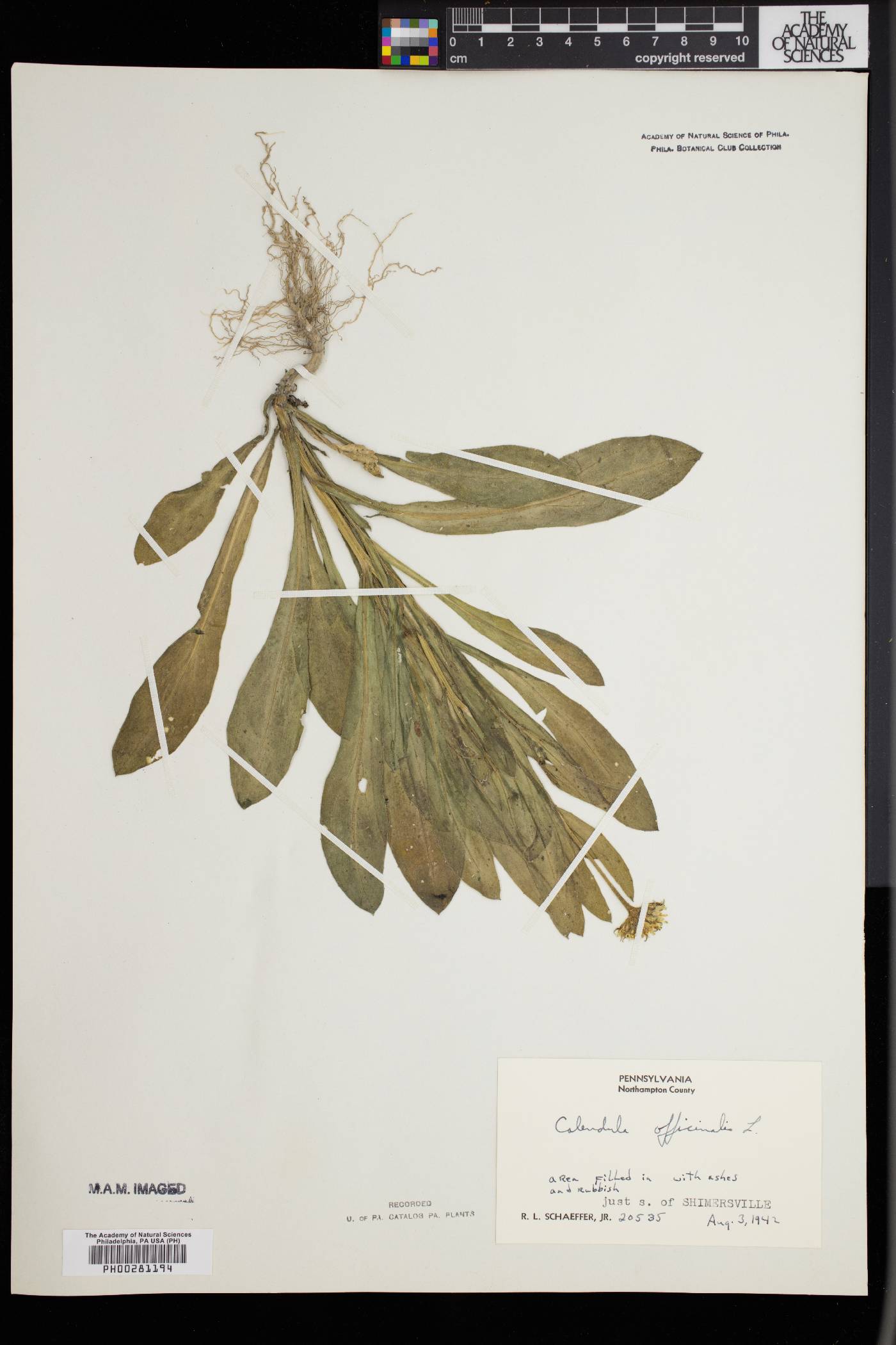 Calendula officinalis image